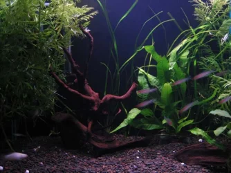TC-Tank_2.webp