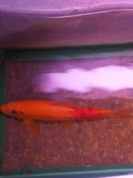 fish 2 005.jpg fish 2 005.jpg