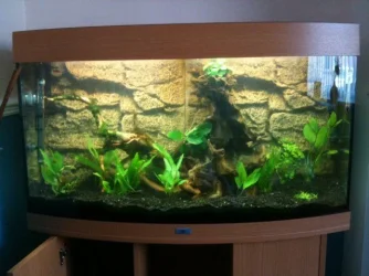 planted tank 2.5.11.webp