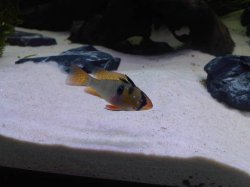 rsz_img00685-20110309-2221.jpg rsz_img00685-20110309-2221.jpg