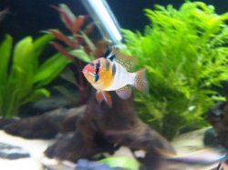 rsz_img00692-20110310-1830.jpg rsz_img00692-20110310-1830.jpg