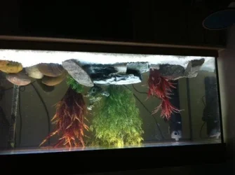 mytank.webp