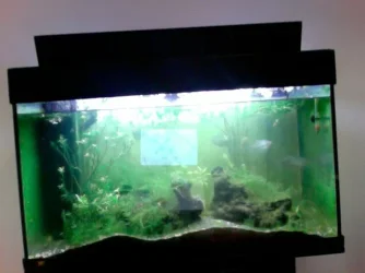 fish.webp