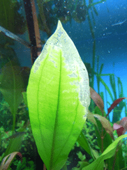 Dying leaf 1.png