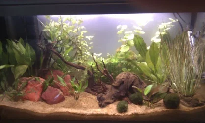 Tank small.webp