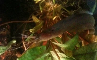 Eel.webp
