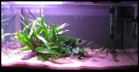 Tank.webp