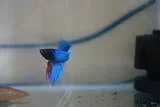 33.webp