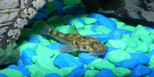 fish 1.webp