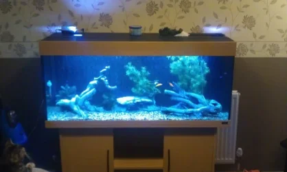 fish tank.webp