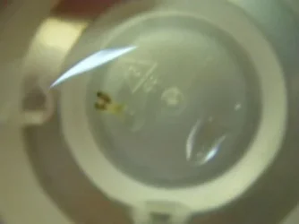 Conjoined endler babies.webp Conjoined endler babies.webp