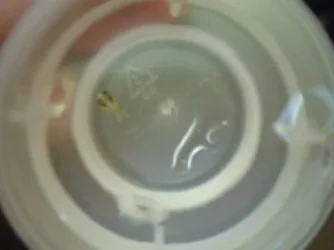 Conjoined endler babies1.webp Conjoined endler babies1.webp