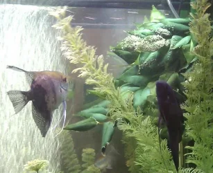 Breeding pair.webp