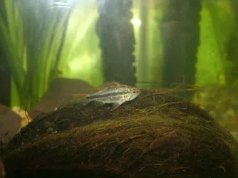 1 female.webp