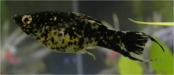 yellow stain molly.webp