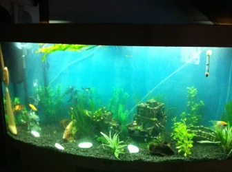 fish tank.webp fish tank.webp