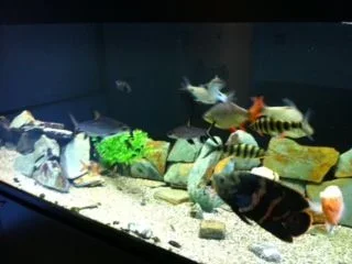 forum pic.webp