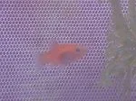 IMG_20110529_213136 resize.webp