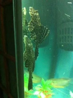 plecos.webp