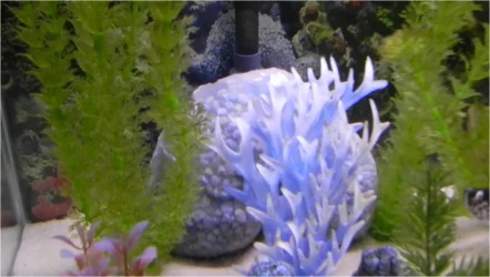 bio filter rocks.webp