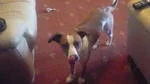 mishka.webp