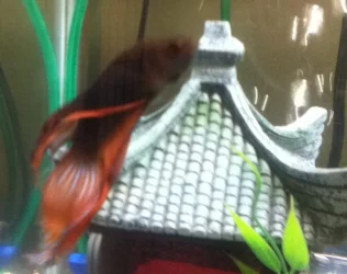 Betta.webp