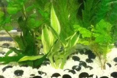 Aquarium Plants 1.webp