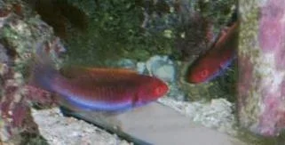 fairy wrasse 2 web.webp
