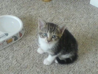 baby T.webp