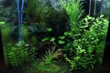 Small shrimp tank.webp