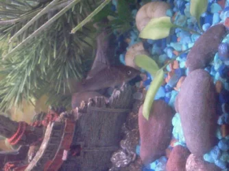 emmi the fishy.webp