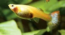 guppys.webp