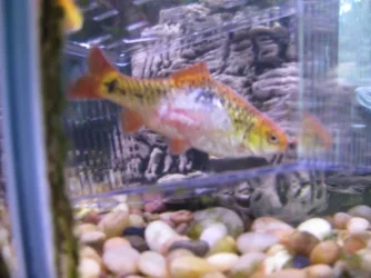 Goldie.webp