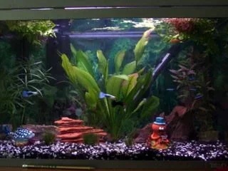 FishForum.webp