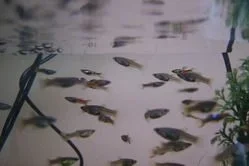 endlers.webp