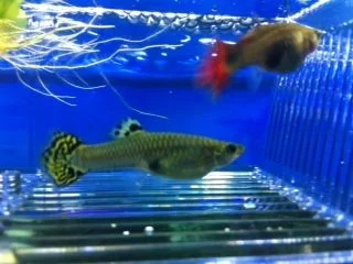 guppy.webp guppy.webp