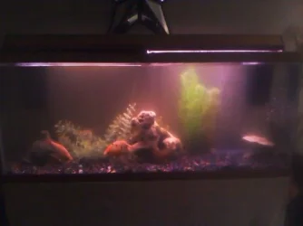 fishtank.webp