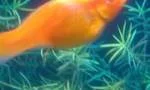 My Molly.webp