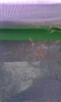 My Molly Fry.webp