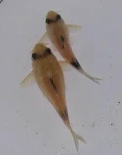 Panda Pair 4.webp