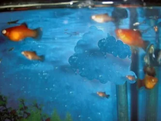 fish3 009.webp