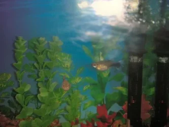fish3 005.webp