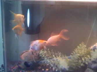 fishes.webp