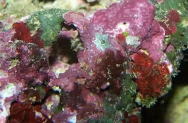 starfish web.webp
