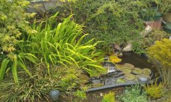 pond1.jpg pond1.jpg