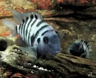 fish.webp