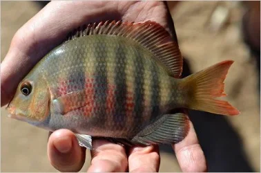 Paretroplus Maromandia, rare malagasi cichlid.webp