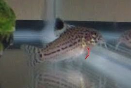cory.jpg cory.jpg