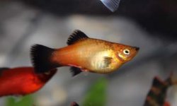 Platy Red Gills.jpg