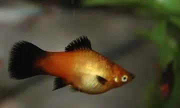 Pregger Platy.webp